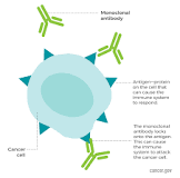 Image result for what percentage of cancer treatment is monoclonal antibodies