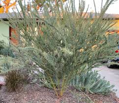 Image result for Acacia davyi