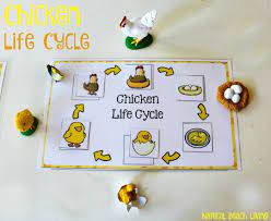 This is a fun life cycle activity for kids from preschoolers, kindergartners, grade 1, grade 2, grade 3, grade 4, grade 5, and grade 6 students. Chicken Life Cycle Free Printables Natural Beach Living