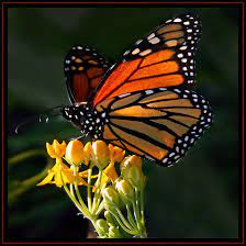 We did not find results for: Pin On Mis Mariposas