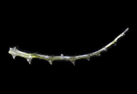 Image result for Najas horrida