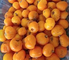 Image result for Eugenia verdcourtii