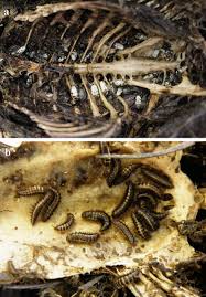 Image result for dermestidae