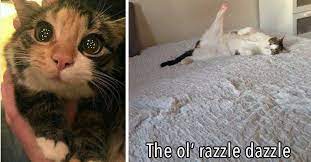 Memes 2019 Funny Cat Memes Grumpycatmemes Dankcatmemes Hipstermeme Funnycatmemes Catmemes Funny Cat Memes Cats Cat Memes