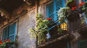 Balkonpflanzen viel sonne wenig wasser tipps vom floristen welche. Diese Balkonpflanzen Sind Extrem Pflegeleicht Ze Tt