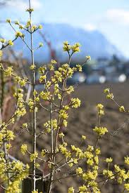 Here is a selection of small shrub and trees that flower early and give us a jump on the floral stampede that begins in april. Flowers Of Cornelian Cherry Also Called Dirndl Shrub In Austria The Flowering Time Of This Shrub Is In March April Usually Even Before Forsythia 376869086 Larastock
