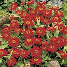 If you crave beautiful flower blooms in your garden all summer long, then you need to plant some annuals in your yard! Summer Flowers That Bloom All Season Long This Old House