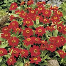 We did not find results for: Summer Flowers That Bloom All Season Long This Old House