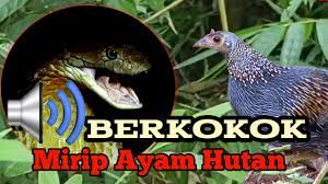 Check spelling or type a new query. Suara Ular Tedung Selar Berkokok Mirip Ayam Hutan Youtube