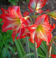 Image result for Hippeastrum sp. cultivars