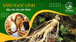Những tác dụng sâm của Ngọc Linh có thể bạn chưa biết