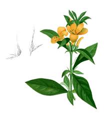 Image result for Barleria ameliae