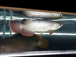 We have red arowana for sale with a different type in lighting should in a perfect world be lessened instead of out of the blue, turning it on or off. Upgrade Dari Banjar Red Arowana Ke Crossback Aroawana