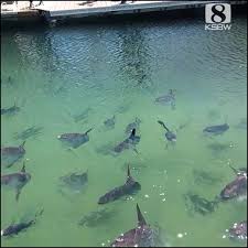 The vibrant reds of the traditional mola have entranced fashion designers and are often found as bright. Wdsu News Mola Mola In Monterey Bay Facebook