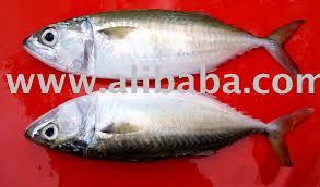 Fish encountered are in the average of 20 to 30 kg with plenty of fish under the 20kg. Indo Pacific Mackerel Products Malaysia Indo Pacific Mackerel Supplier