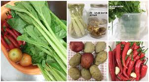 Daun bawang dapat disimpan di kulkas, dibekukan, atau dikalengkan untuk disimpan. Petua Simpan Sayur Tahan Lama Lepas Seminggu Tetap Segar Macam Baru Beli