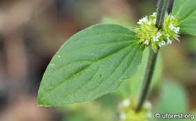 Image result for Spermacoce ocymoides