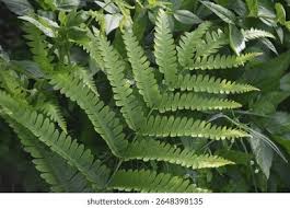 Image result for Histiopteris incisa