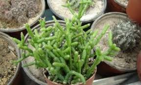 Las hojas del cactus de navidad o schlumbergera, como se conoce por su nombre científico, pueden arrugarse por muchos motivos. Cactus Jardineria On Jardineria On Pagina 2