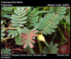 Image result for Chamaecrista gracilior