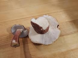 Image result for Boletus separans