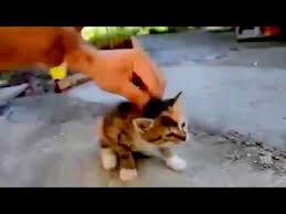 Mandal Takinca Pause Tusuna Basilan Kedi Youtube