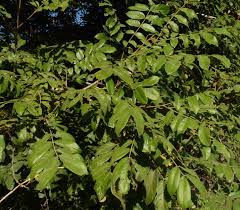 Image result for Xylia torreana