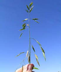 Image result for Bromus catharticus