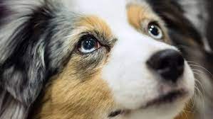 Mini Australian Shepherds Have Gotten Very Very Popular Vox
