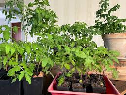 Men de producerar frukt hela säsongen. Nar Ska Man Plantera Tomater Utomhus Sara Backmo