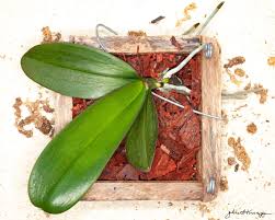 Image result for orchid cuttings
