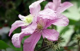 Registered or introduced have had great luck with comtesse de bouchaud clematis. Clematis Comtesse De Bouchaud Waldrebe Pflanzenreich