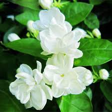 It releases strong fragrance which attracts butterflies and moths. Flower Names In Hindi And English à¤« à¤² à¤• à¤¨ à¤® List Of Flowers Indianexpresss In