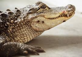 The two extant species are the american alligator (a. Newest Alligator Abandoned In City Seems In Foul Mood Over It Pittsburgh Post Gazette