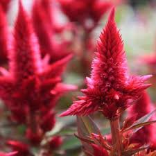 Image result for Celosia elegantissima