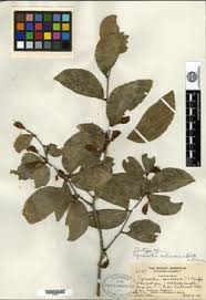 Image result for Cynometra alexandri