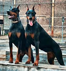 Pin By Lino Collar Design On Dobbies Dog Breeds Shepherd Dog Breeds Doberman Pinscher Dog