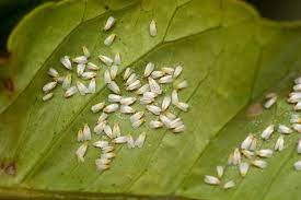 Formication is the sensation that resembles that of small insects crawling on (or under) the skin when there is nothing there. What Are Those Tiny White Bugs On My Plants Insect Cop