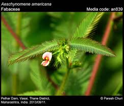 Image result for Aeschynomene sp. B