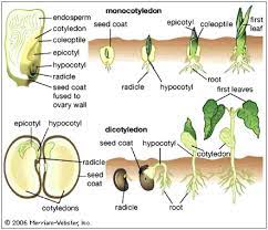 Klad monocots dalam sistem apg dan sistem apg ii. Perbedaan Monokotil Dan Dikotil Lengkap Dengan Ciri Dan Contohnya