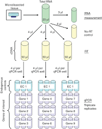 rt pcr from microdissected tissue process flowchart