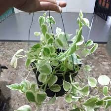 Tanaman hias jenis ini memiliki keunikan tersendiri terutamabaunya yang khas dan wangi membuat mood kita lebih fresh. Tanaman Hias Gantung Teplan Terang Bulan Bisa Cod Tanaman Indoor Outdoor Teplan Varigata Shopee Indonesia