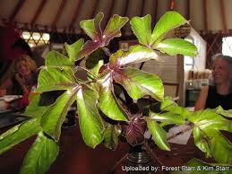 Image result for Jatropha gossypiifolia