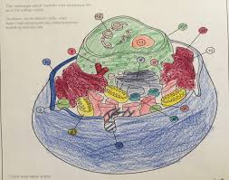 Equating the various parts of the cell to common things kids see every day will help memory retention. Game Statistics Animal Cell Organelles