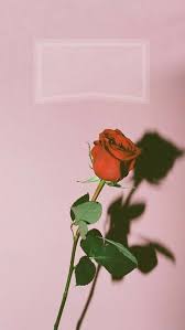 Iphone Wallpaper Rose Custom Lockscreen Not My Original Photo Ipho Tumblr Iphone Wallpaper Wallpaper Tumblr Lockscreen Iphone Wallpaper Tumblr Aesthetic