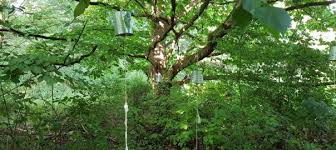 Von ganz besonderer bedeutung ist die pädagogische arbeit mit kindern im. Finkens Garten Naturerlebnis In Koln Vita Oeconomica