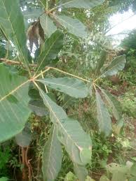 Image result for Vitex ferruginea