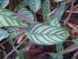 Image result for Ctenanthe marantifolia