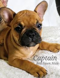 Our paw lu dog swag was a creation of us desiring custom products for our babies. French Bulldog Puppies Near Me For Sale Loveland Colorado News At Puppies Idestorm Naturstyrelsen Dk