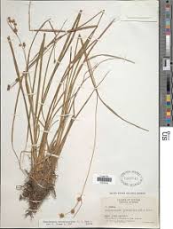 Image result for Rhynchospora holoschoenoides